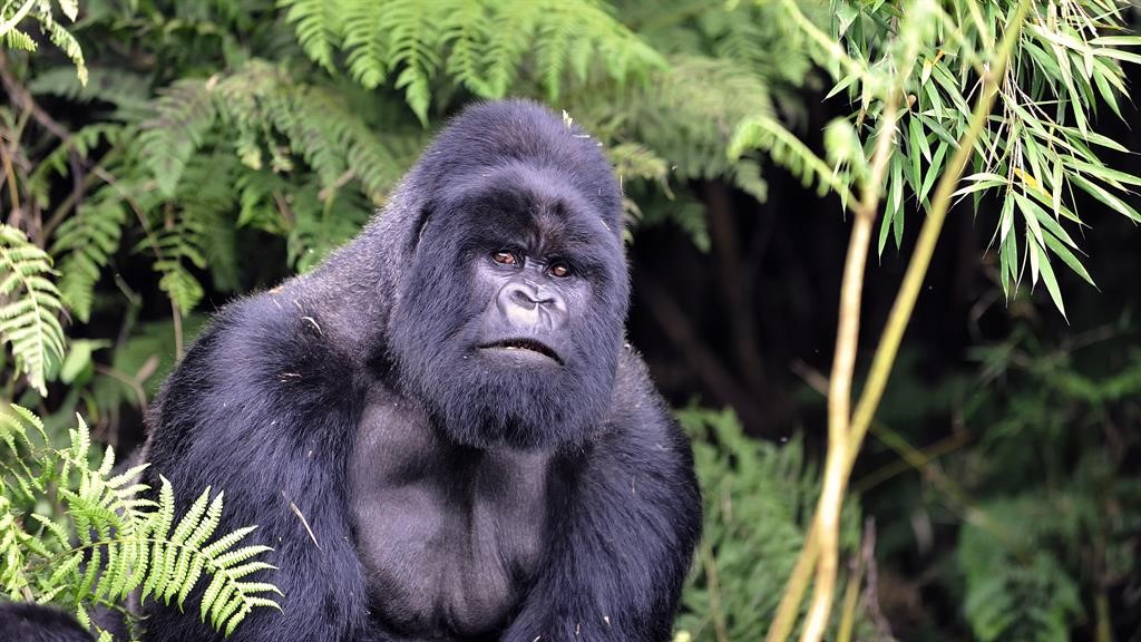 BEFORE DEPARTING ON YOUR GORILLA TRACKING: