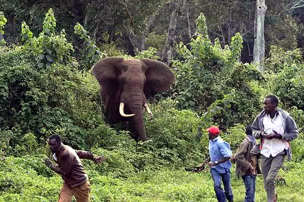 Elephants Destroyed Over 1000 Residents’ Property in Kamdini Oyam District – Uganda.