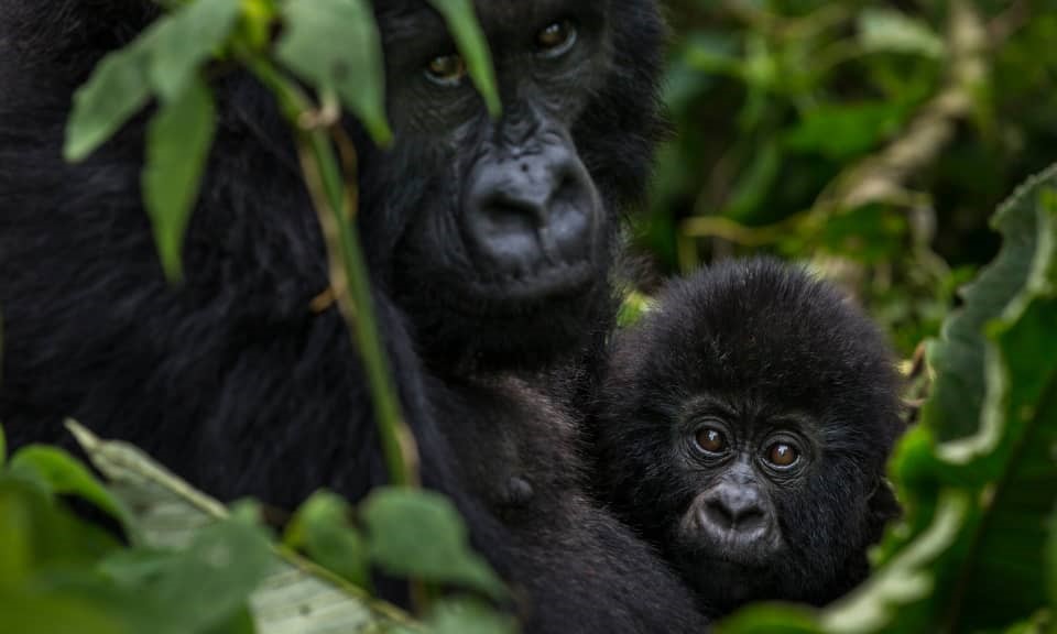Congo’s Virunga National Park Reopens To Tourists this Year After Deadly Attack That Took a Park Ranger.