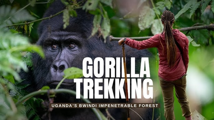Best Gorilla Trekking Companies – The Top Tour Operators in Uganda & Rwanda